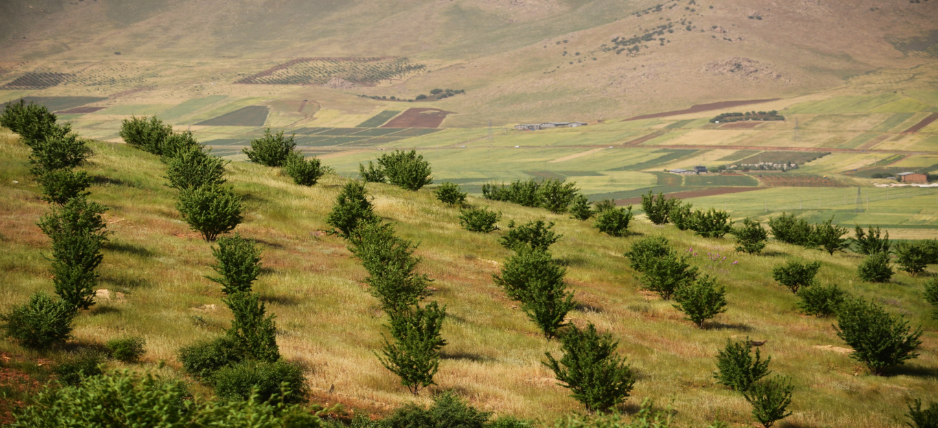 عکس‌های جنگل