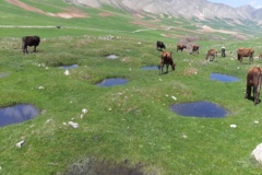 عکس‌های مرتع