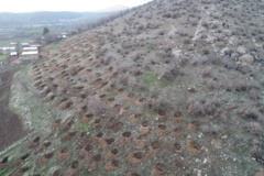 عکس‌های جنگل