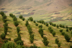 عکس‌های جنگل