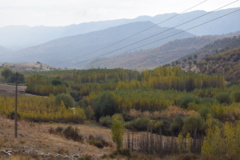 عکس‌های جنگل