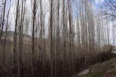 عکس‌های جنگل