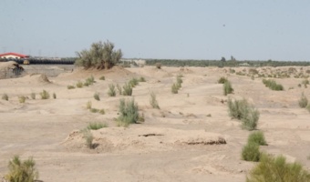 بیش از یک میلیون هکتار از اراضی بیابانی کرمان کانون بحران/ نهالکاری یا مالچ پاشی، کدام بهتر است؟