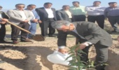  ۳٠ هزار اصله نهال جنگلی در روز درختکاری در جنوب کرمان غرس شد