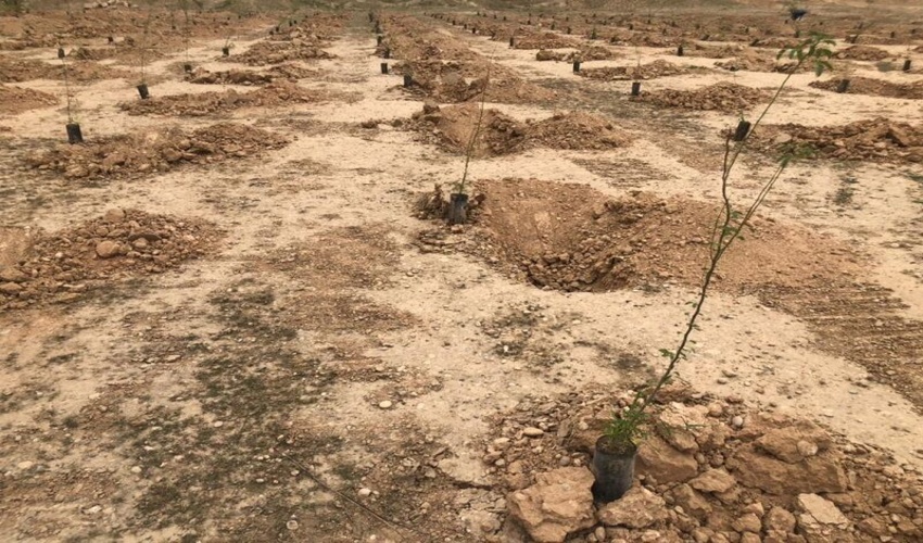 آغاز حمایت‌های مالی صنایع از طرح مردمی کاشت یک میلیارد درخت