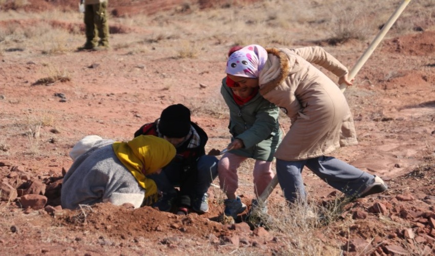 قم/کاشت مردمی یک هزار اصله درختچه بادام کوهی آغاز شد.