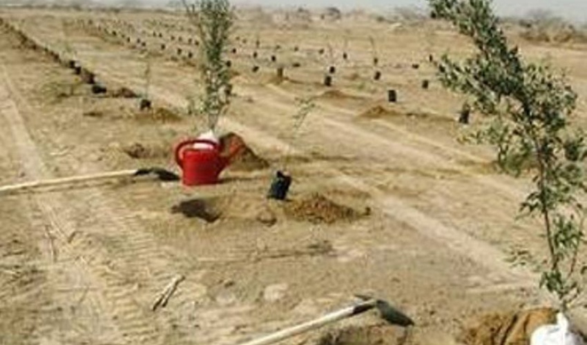 تولید 3 میلیون نهال در خراسان جنوبی برای سال 1402