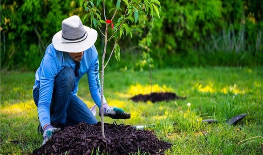 فارس/یک میلیون درخت در لارستان تولید و غرس می‌شود