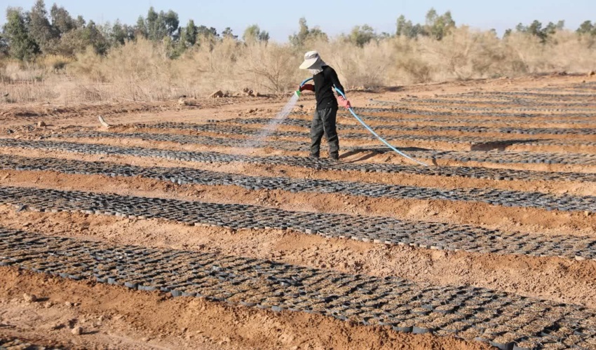 تولید و کاشت 3 و نیم میلیون نهال در استان یزد
