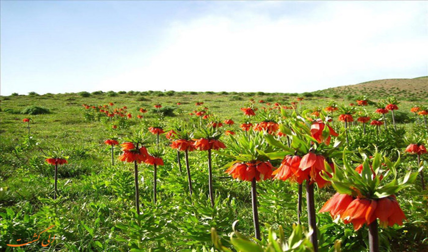 گلی خجل که زمین را نظاره می کند