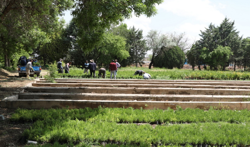 نهالستان کوشکن؛ رو به توسعه و پیشتاز در تولید نهال برای طرح کاشت یه میلیارد درخت