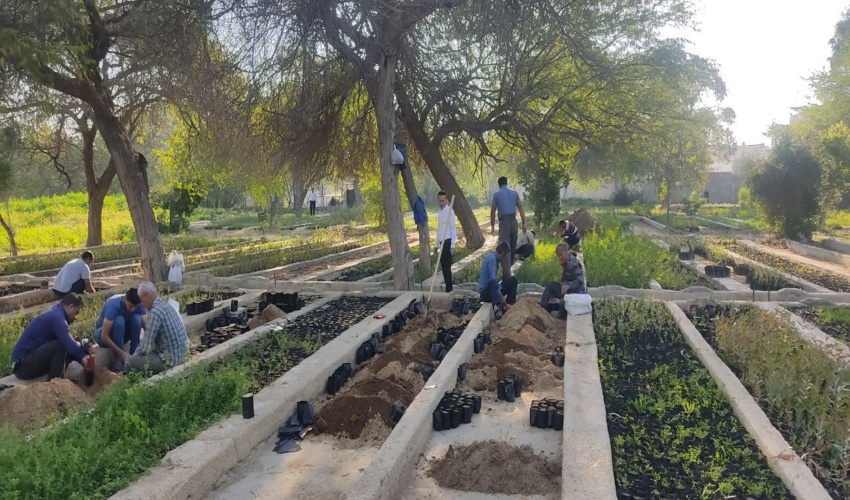 سالانه ۳.۶ میلیون نهال در استان بوشهر تولید می‌شود