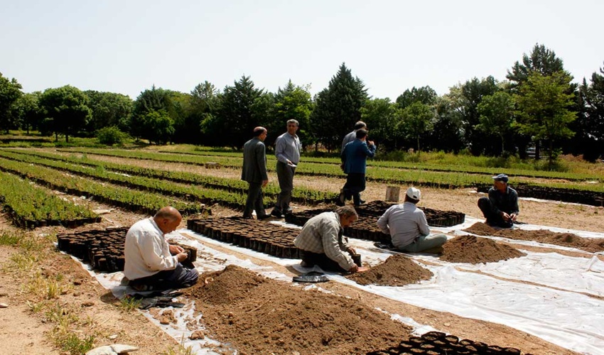 نهالستان کوشکن از تنوع گونه‌ای خوبی برخوردار است