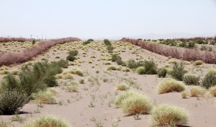 هدفگذاری کاشت ۴۰ میلیون اصله نهال بیابانی در نیمه دوم امسال/ خسارت ۶۵۰ میلیون دلاری ماسه‌های روان به منابع زیست انسانی