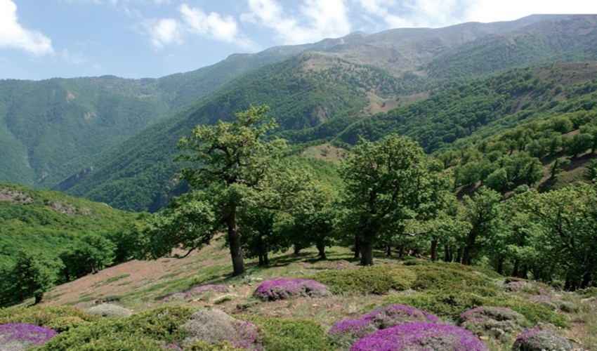 صدور شناسنامه الکترونیکی برای درختان جنگلی