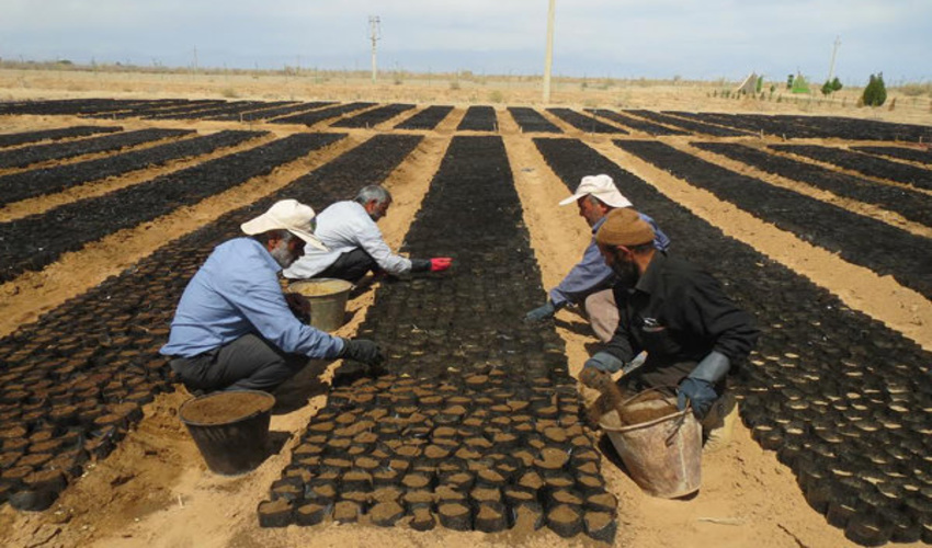 تولید ۲۴۸ میلیون و ۶۰۰ هزار اصله نهال