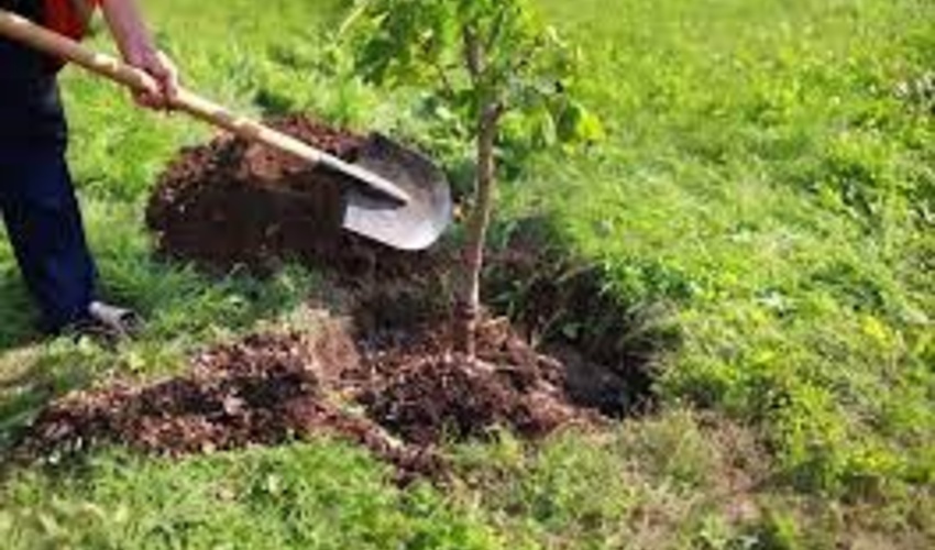 شناسایی روستاها برای تولید نهال در دستور کار قرار دارد/ تولید ۱۰۰ گونه جنگلی در نهالستان‌ها