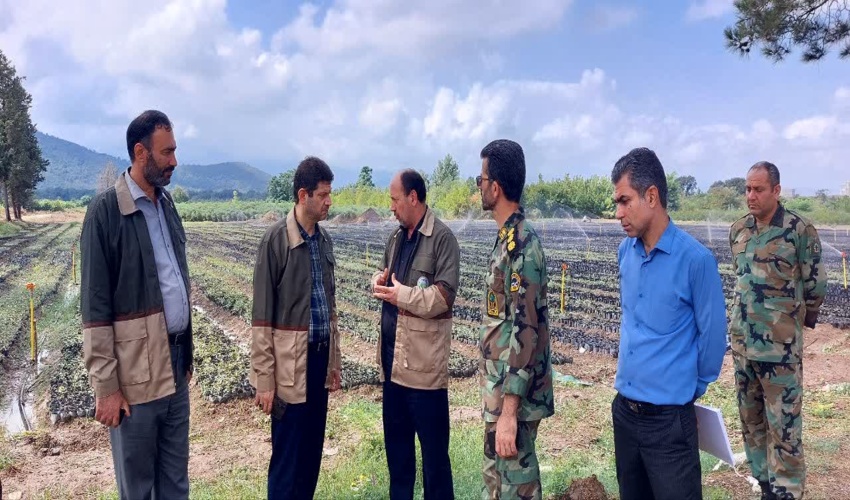 100 درصد تعهدات تولید نهال طرح مردمی کاشت یک میلیارد درخت انجام شده است