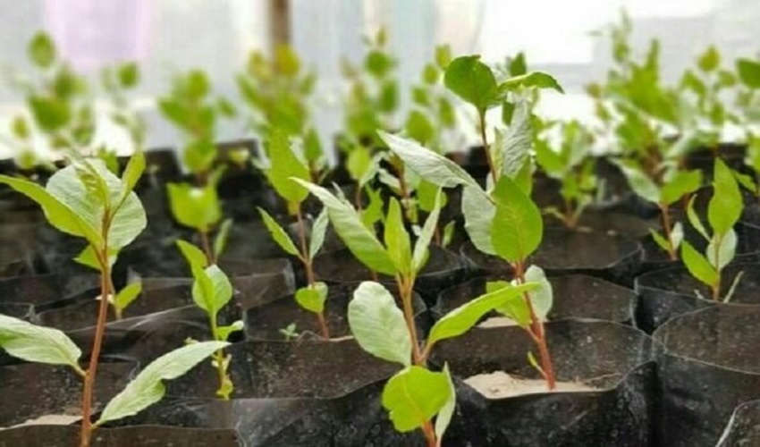 آغاز طرح کاشت 4 میلیون اصله درخت در خراسان شمالی با 70 هزار اصله نهال پسته