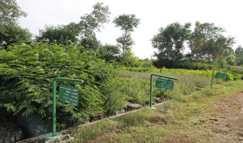 جهش 2 برابری تولید نهال نهالستان محسن آب مهران