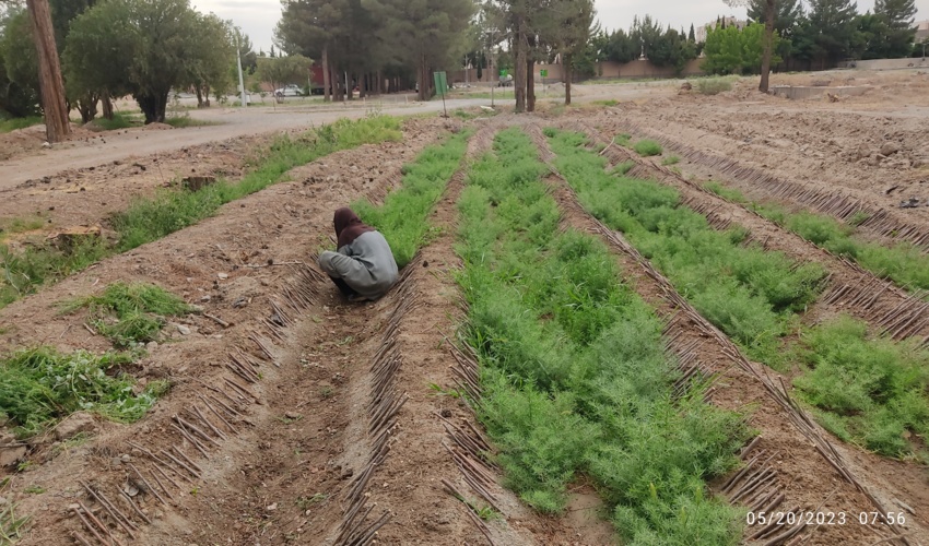 خراسان جنوبی/ تولید بیش از 200 هزار اصله نهال
